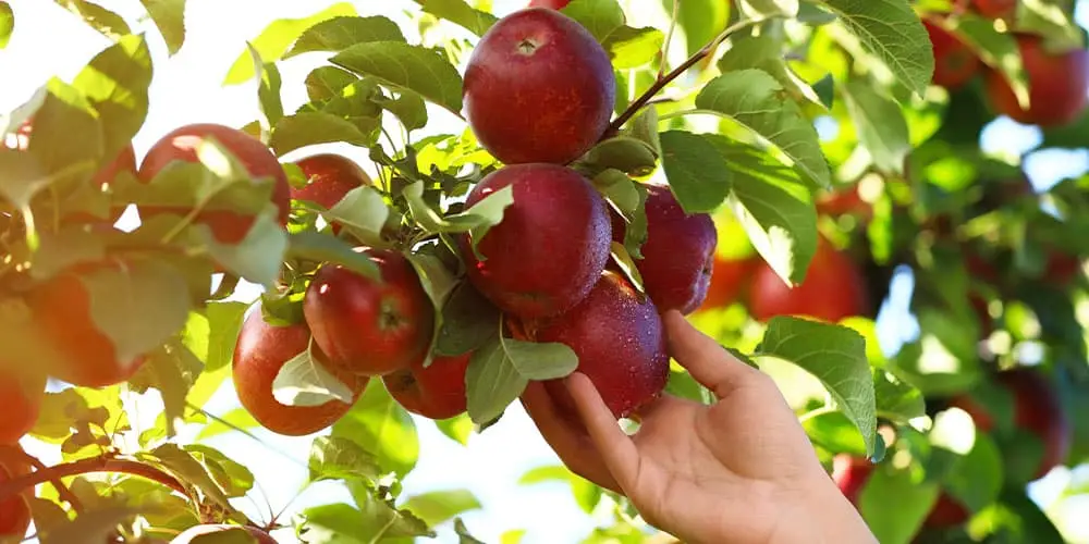 Stephens Landscaping Garden Center - Apple Trees You Can Grow in Moultonborough- Picking apples from tree