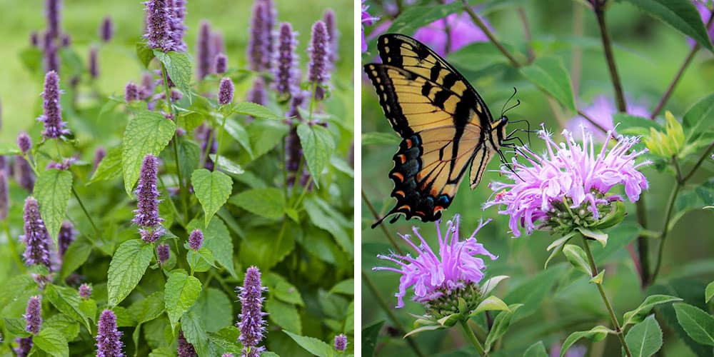 Stephens Landscaping Garden Center -Fragrant Flowers for Moultonborough- anise hyssop and wild bergamot plants