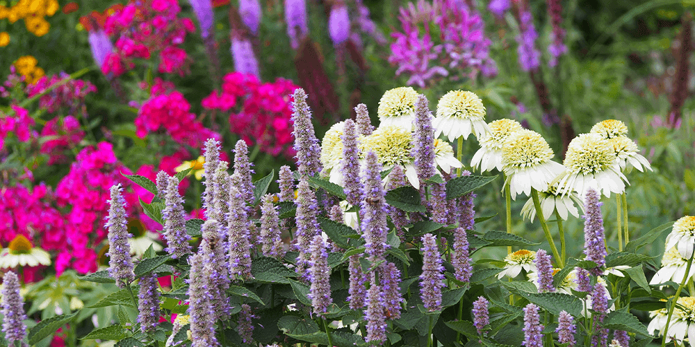 Stephens Landscaping Garden Center - How to Plan Your Flower Beds -using color in perennial garden