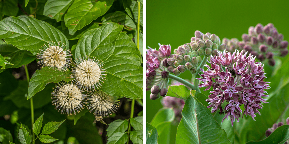 Stephens Landscaping garden center Moultonborough-buttonbush and milkweed flowers