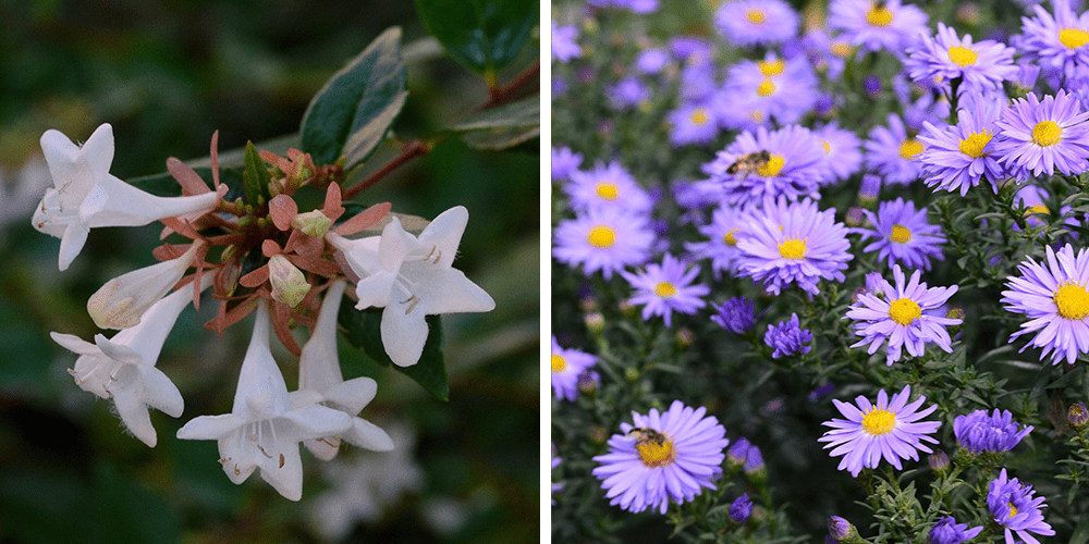 Stephens Landscaping garden center Moultonborough--swamp azalea and aster flowers