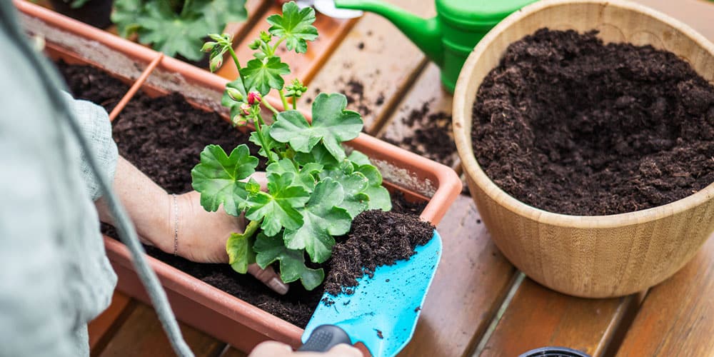 Stephens Landscaping Garden Center - How well do you know your soil- planting geranium flowers