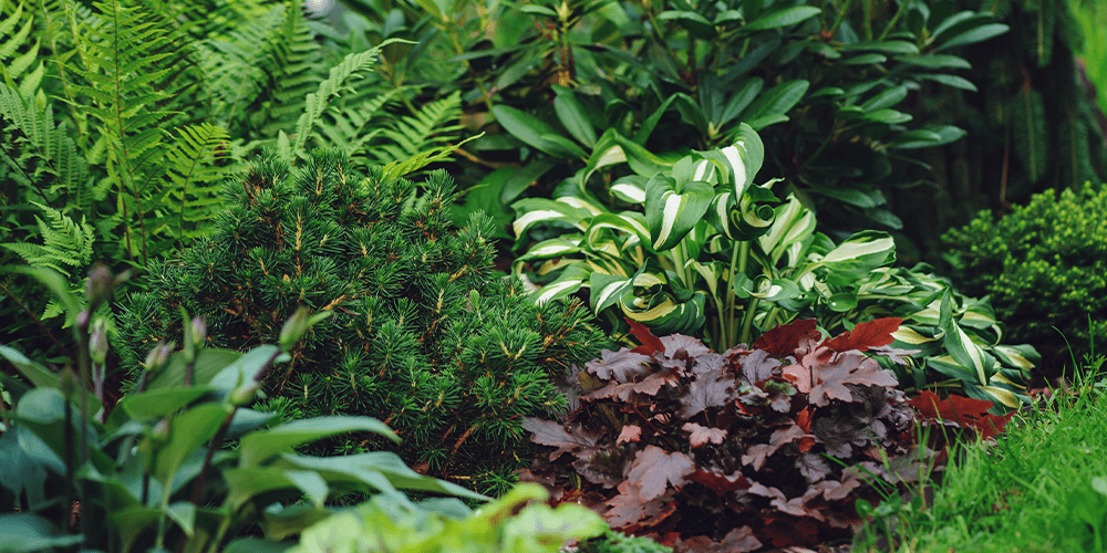 Stephens Landscaping Garden Center- Moultonborough- How to grow coral bells-shade planted garden with hosta coral bells and ferns