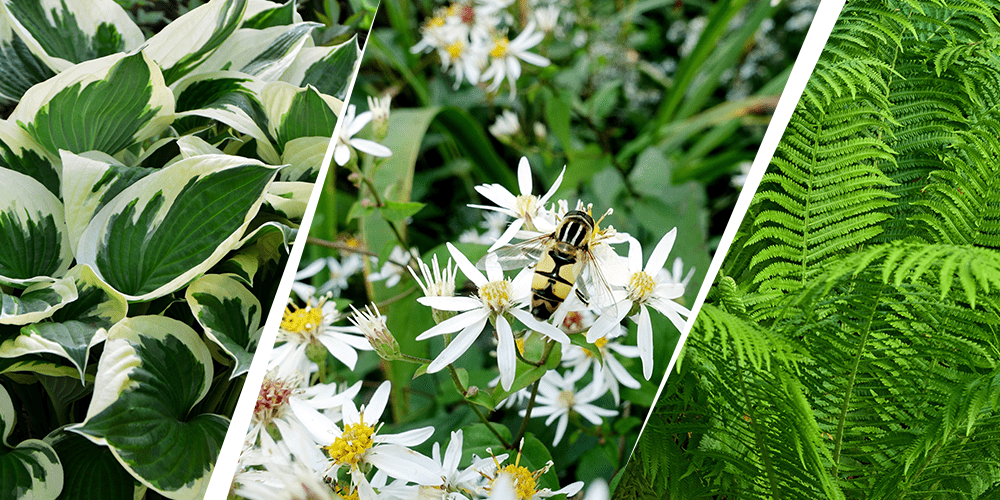 Stephens Landscaping Garden Center - Perennial Garden Combinations -hosta white aster and fern plants