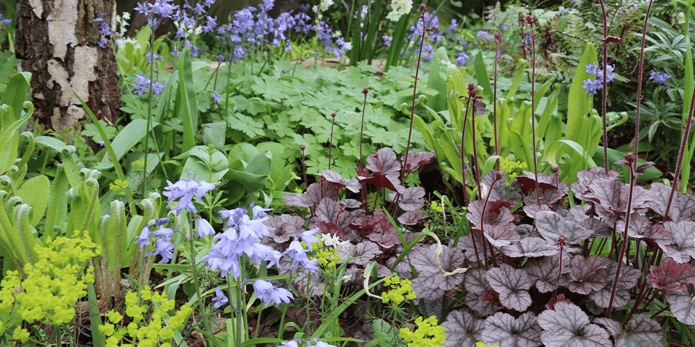 Stephens Landscaping Garden Center- Moultonborough- How to grow coral bells-shade planted garden with coral bells plant