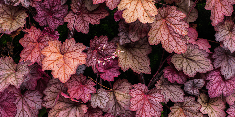 Stephens Landscaping Garden Center- Moultonborough- How to grow coral bells-burgundy coral bell foliage