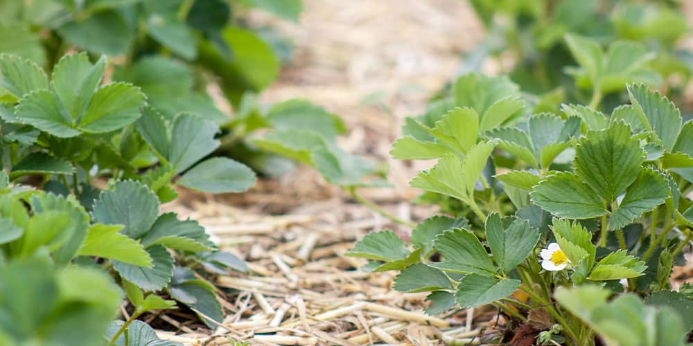 Stephens Landscaping Garden Center - everything you need to know about mulch -strawberries in straw mulch