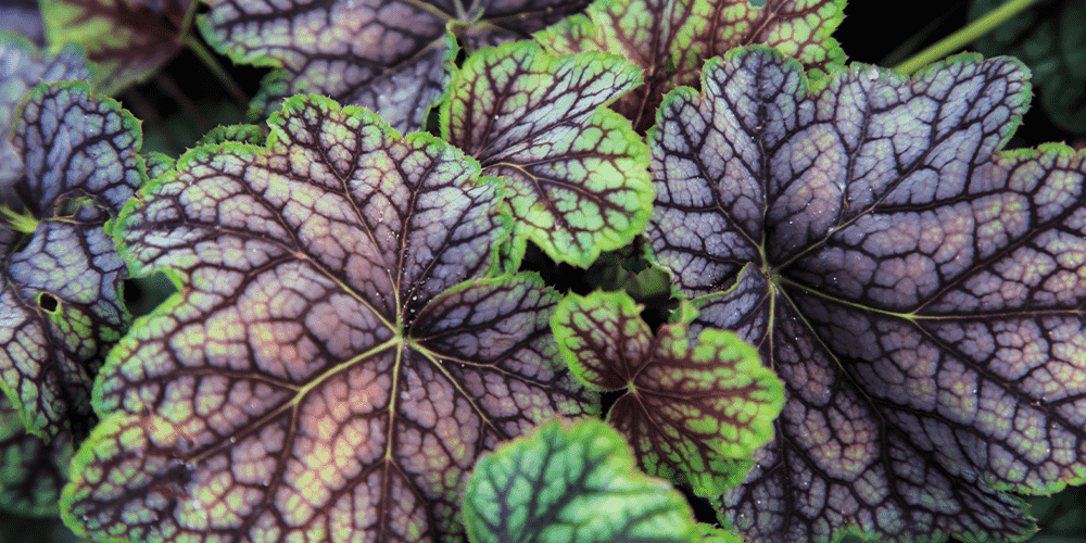 Stephens Landscaping Garden Center- Moultonborough- How to grow coral bells-green and brown coral bell foliage