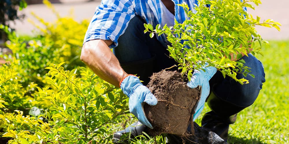 Stephens Landscaping Garden Center-Moultonborough-When to Plant Trees and Shrubs-gardener holding a shrub