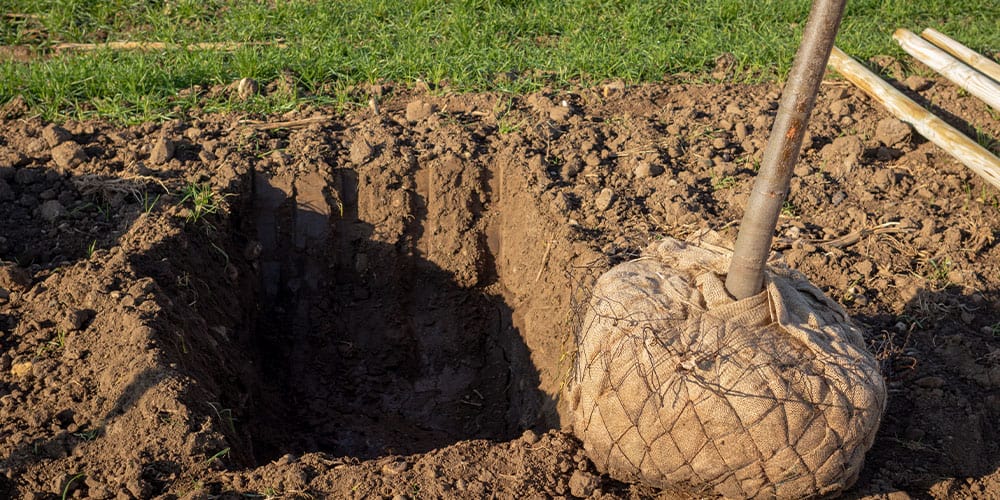 Stephens Landscaping Garden Center-Moultonborough-When to Plant Trees and Shrubs-proper hole dug for planting a tree