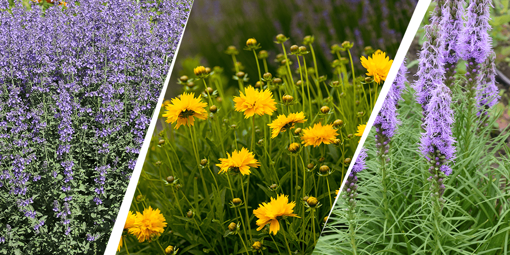 Stephens Landscaping Garden Center - Perennial Garden Combinations --catmint tickseed and blazing star flowers