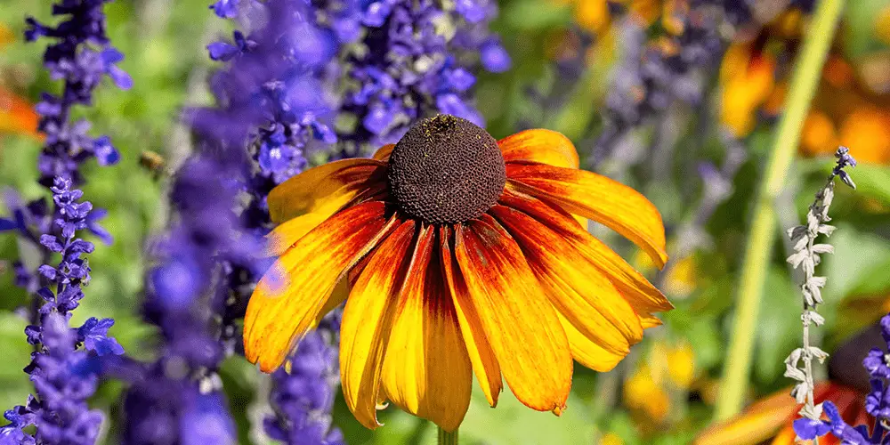Stephens Landscaping Garden Center - Perennial Garden Combinations -contrasting flower colors in garden1