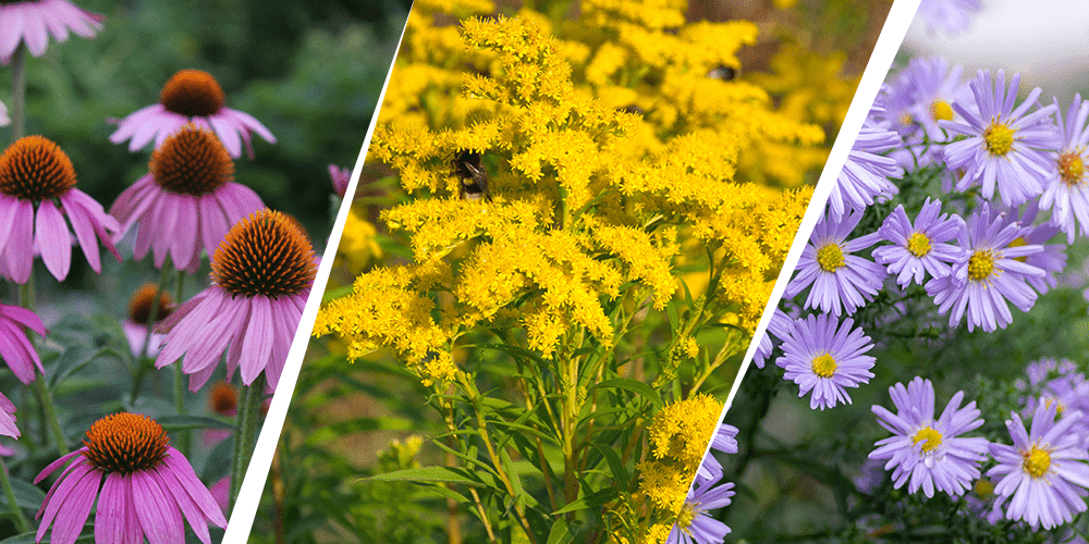 Stephens Landscaping Garden Center - Perennial Garden Combinations -echinacea goldenrod and new england aster