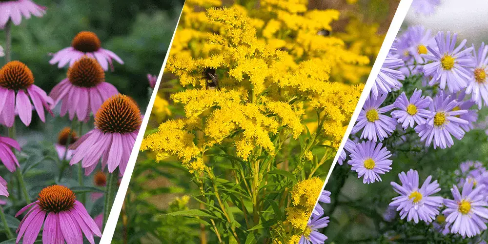 Stephens Landscaping Garden Center - Perennial Garden Combinations -echinacea goldenrod and new england aster