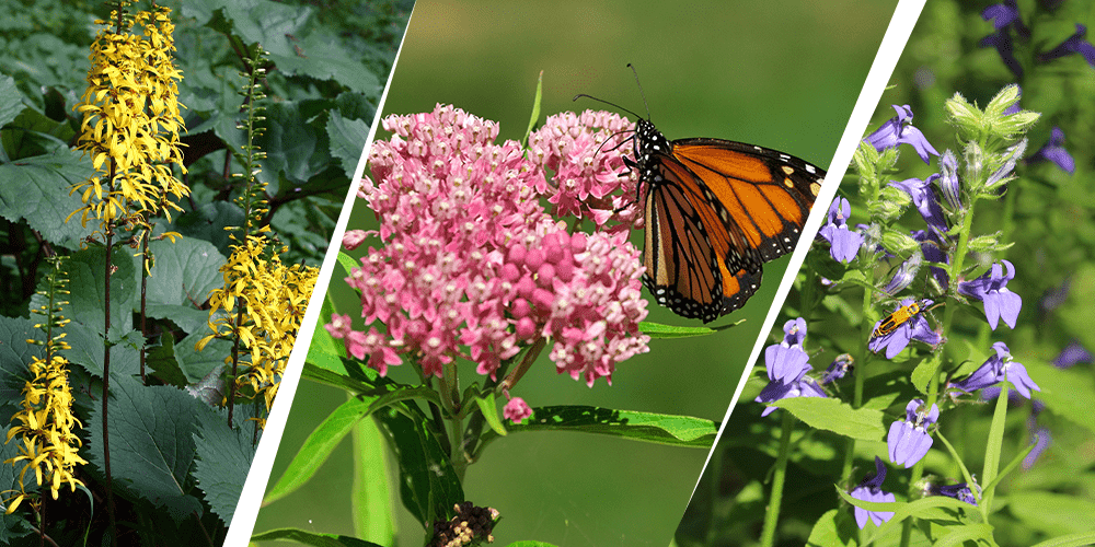 Stephens Landscaping Garden Center - Perennial Garden Combinations -ligularia swamp mallow and great blue lobelia flowers