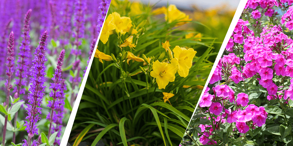 Stephens Landscaping Garden Center - Perennial Garden Combinations --salvia daylily and garden phlox flowers