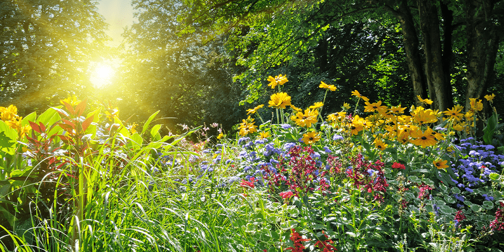 Stephens Landscaping Garden Center - Perennial Garden Combinations -summer garden sunset over the flowers