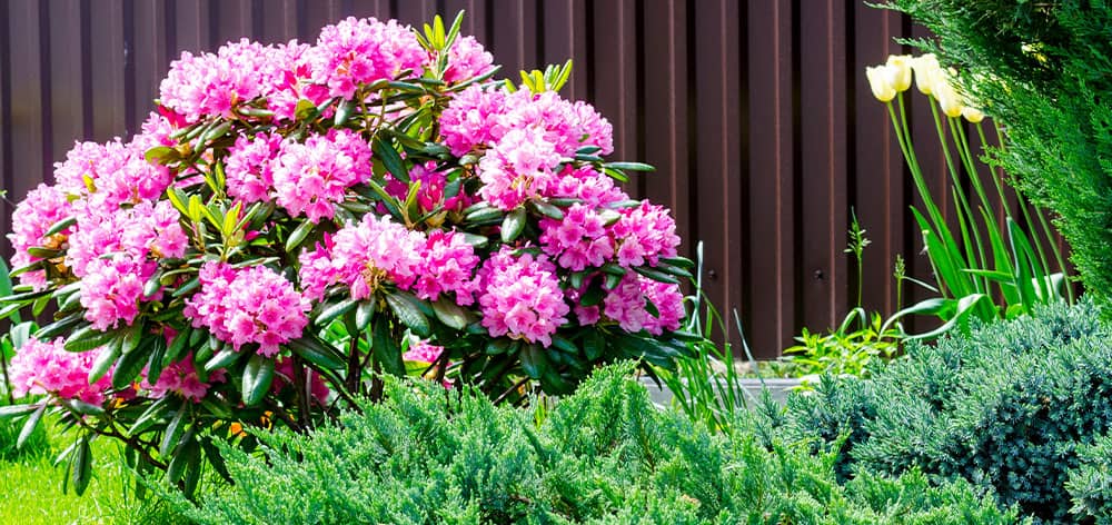 Stephens Landscaping Garden Center-Moultonborough-pink blooming rhododendron