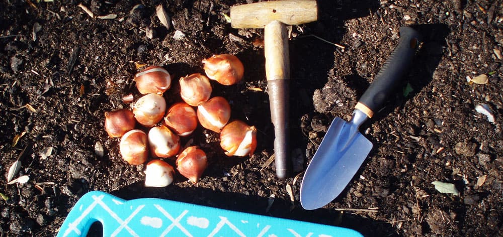 Stephens Landscaping Garden Center - New Hampshire - Planting Fall Bulbs for Spring Blooms -flower bulb planting tools