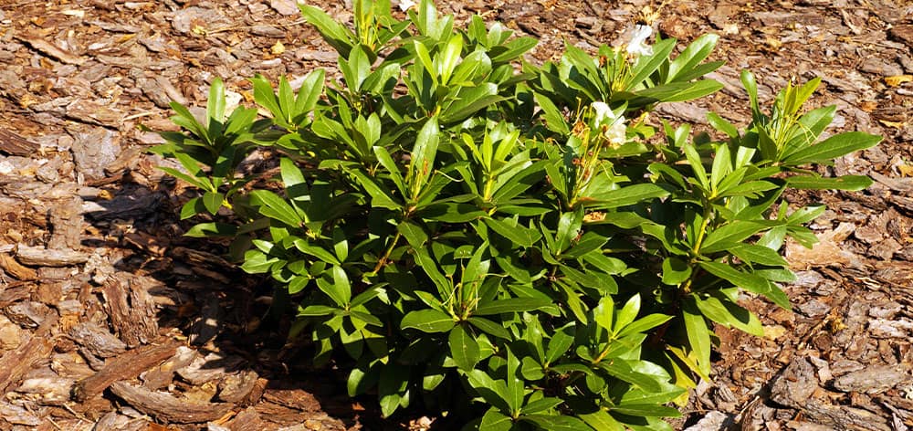 Stephens Landscaping Garden Center-Moultonborough-azalea vs. rhododendron shrub