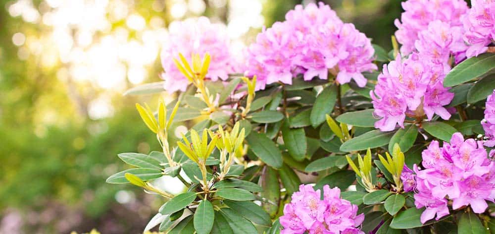 Stephens Landscaping Garden Center-Moultonborough-azalea vs. rhododendron purple blooming 