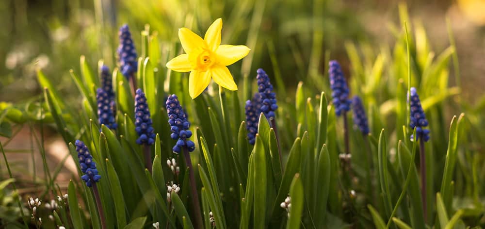 Stephens Landscaping Garden Center - New Hampshire - Planting Fall Bulbs for Spring Blooms - daffodil and muscari
