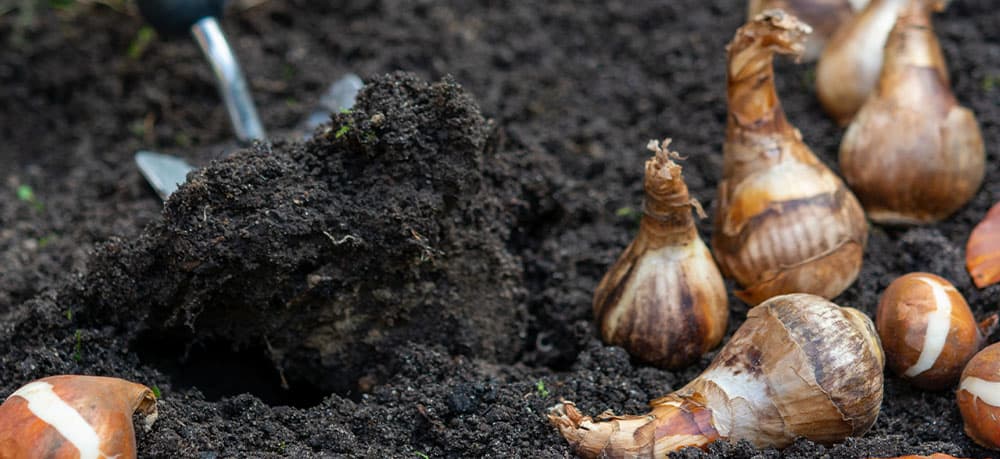 Stephens Landscaping Garden Center - New Hampshire - Planting Fall Bulbs for Spring Blooms -tulip bulbs in soil