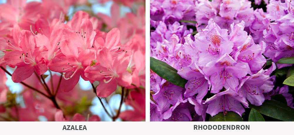 Stephens Landscaping Garden Center-Moultonborough-azalea vs. rhododendron blooms