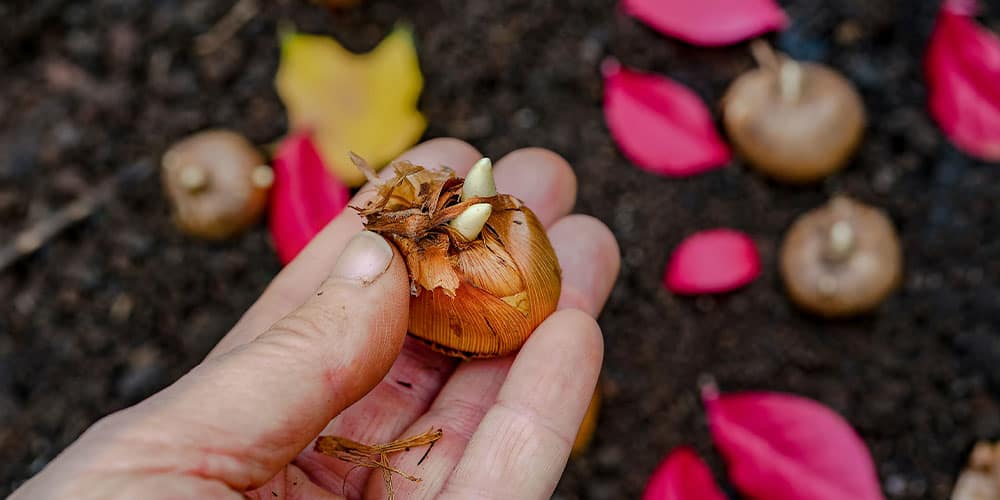 Stephens Landscaping Garden Center - New Hampshire - Planting Fall Bulbs for Spring Blooms -holding a flower bulb