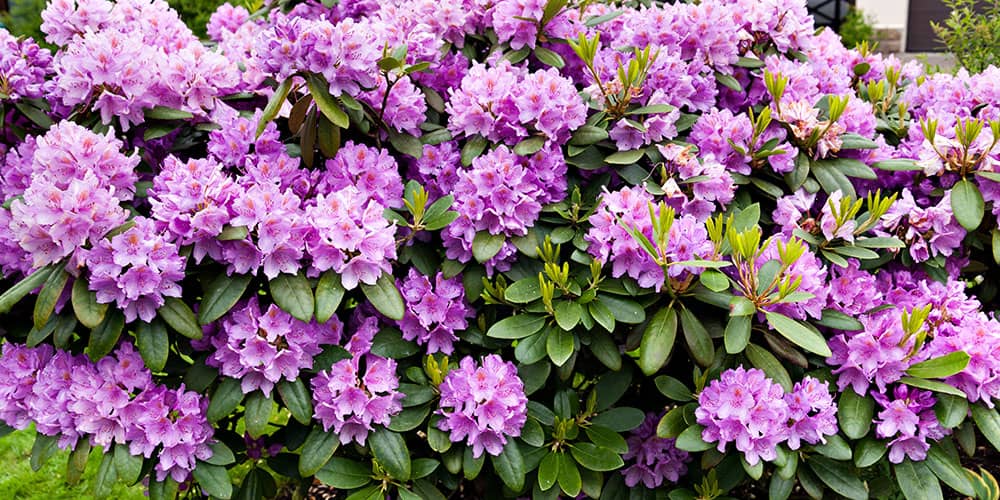 Azaleas vs. Rhododendrons Stephens Landscaping Professionals