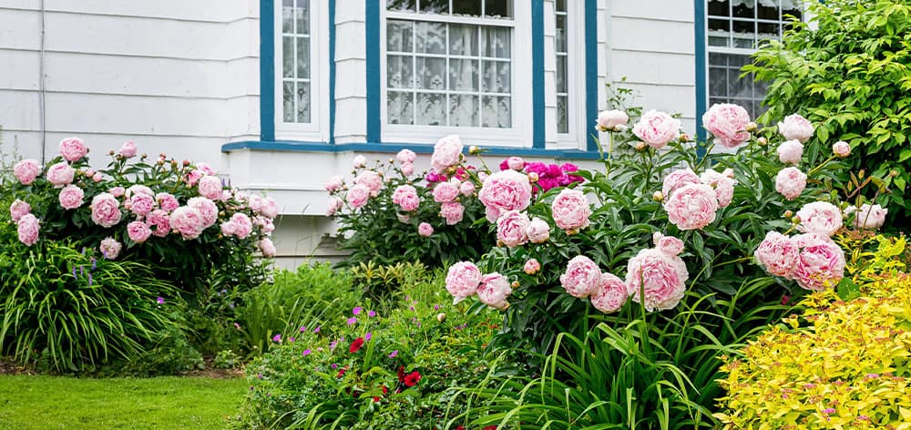 Stephens Landscaping Garden Center-Moultonborough-Fall Care for Peonies-peonies blooming in garden