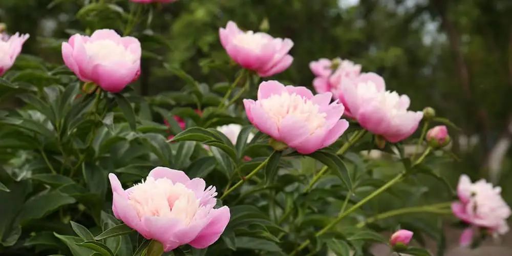 Stephens Landscaping Garden Center-Moultonborough-Fall Care for Peonies-peony shrub blooming