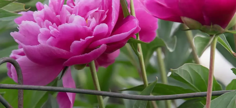 Stephens Landscaping Garden Center-Moultonborough-Fall Care for Peonies-peony support metal cage