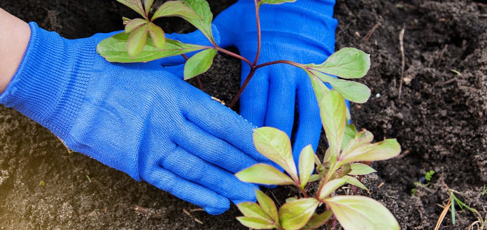 Stephens Landscaping Garden Center-Moultonborough-Fall Care for Peonies-planting a peony shrub