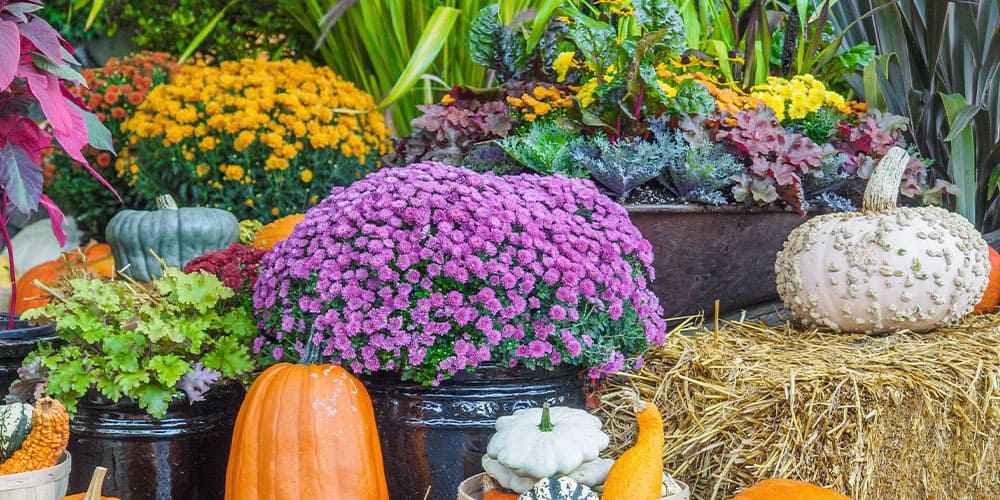 Stephens Landscaping Garden Center-Moultonborough-Guide to Fall Container Gardening-autumn plant display with gourds and pumpkins