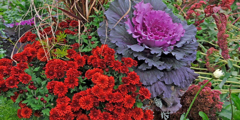 Stephens Landscaping Garden Center-Moultonborough-Guide to Fall Container Gardening-fall container with chrysanthemums a
