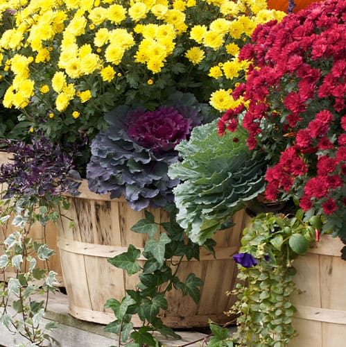 Stephens Landscaping Garden Center-Moultonborough-Guide to Fall Container Gardening-mixed fall planter kale and chrysanthemums