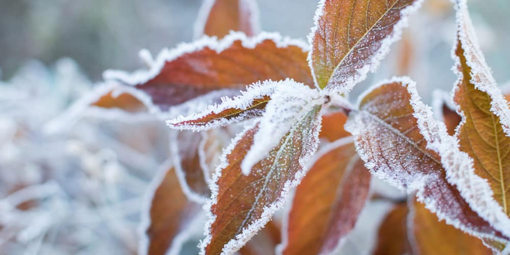 Stephens Landscaping Garden Center-Moultonborough-frost on leaves