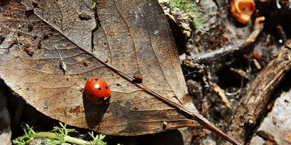 Stephens Landscaping Garden Center-Moultonborough-ladybug in garden