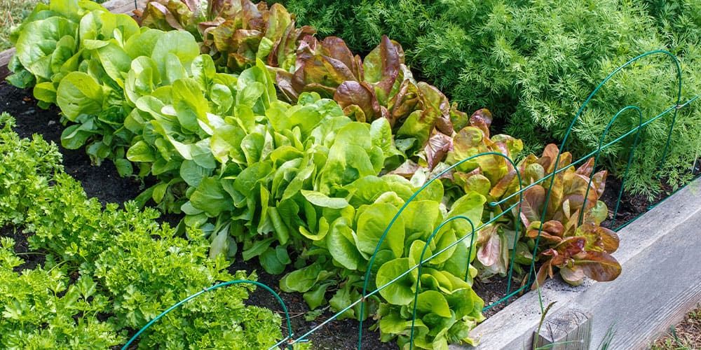 Stephens Landscaping Garden Center-Moultonborough-raised garden bed