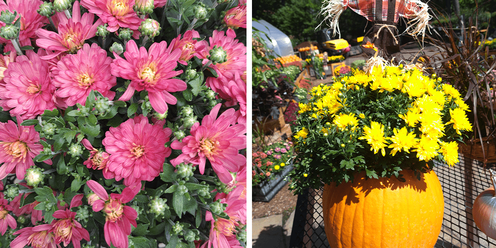 Stephens Landscaping Garden Center-Moultonborough-Front Porch Autumn Decor Mum and Pumpkins