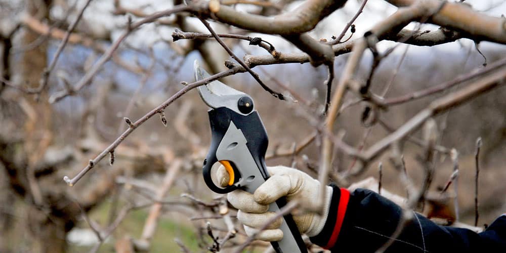 Stephens Landscaping Garden Center-Moultonborough-A Guide to Fall Pruning-pruning tree branches