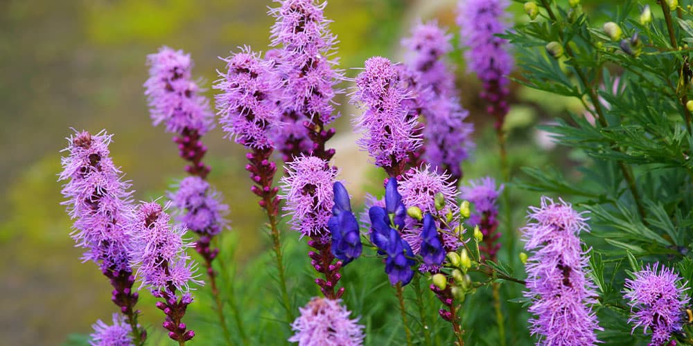 Stephens Landscaping Garden Center-Moultonborough-A Guide to Fall Pruning-purple blooming liatris