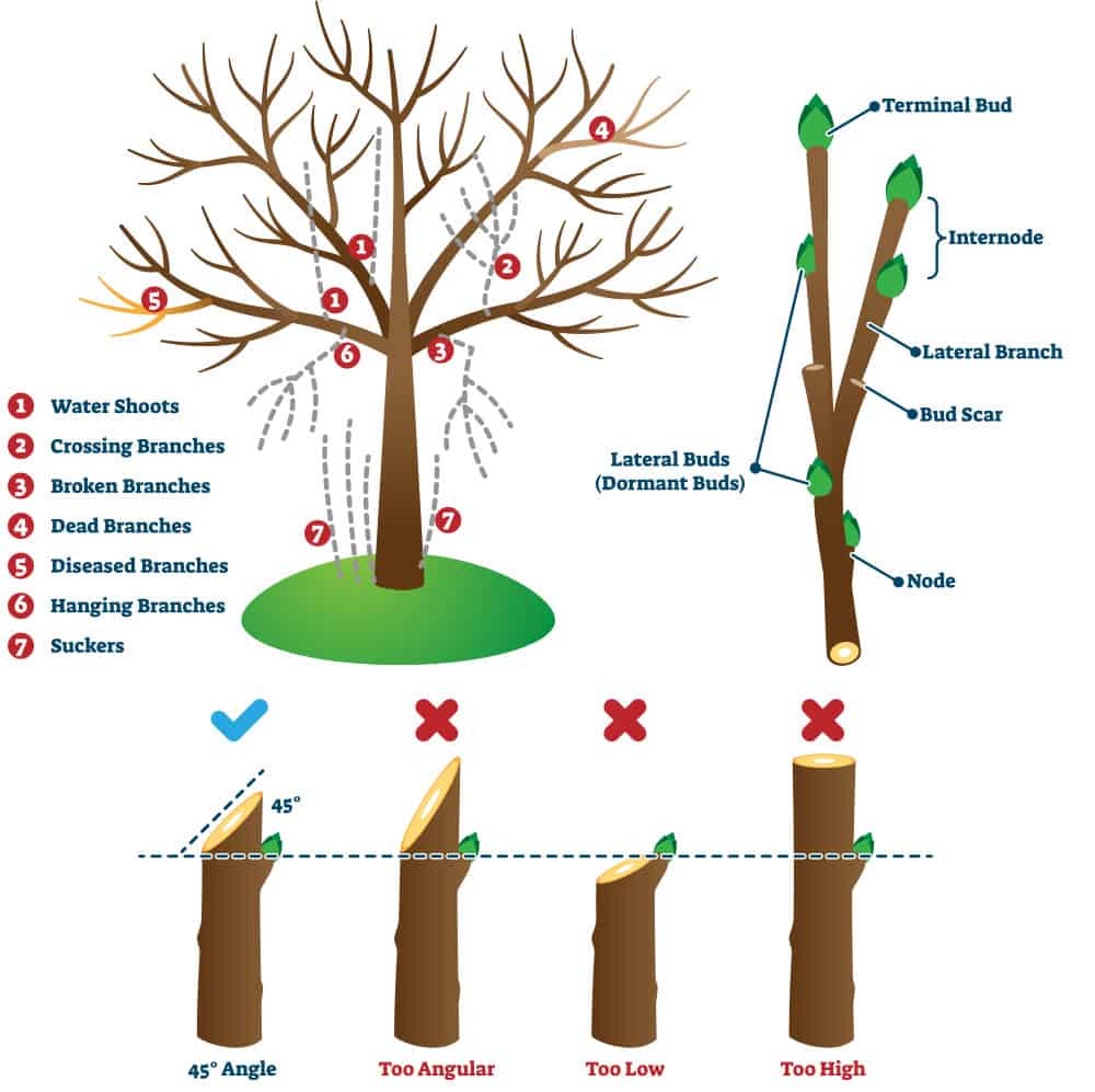 Stephens Landscaping Garden Center-Moultonborough-A Guide to Fall Pruning-tree pruning diagram