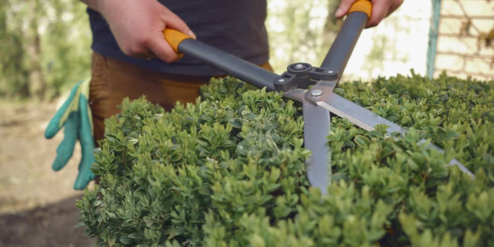 Stephens Landscaping Garden Center-Moultonborough-A Guide to Fall Pruning-trimming boxwood shrub