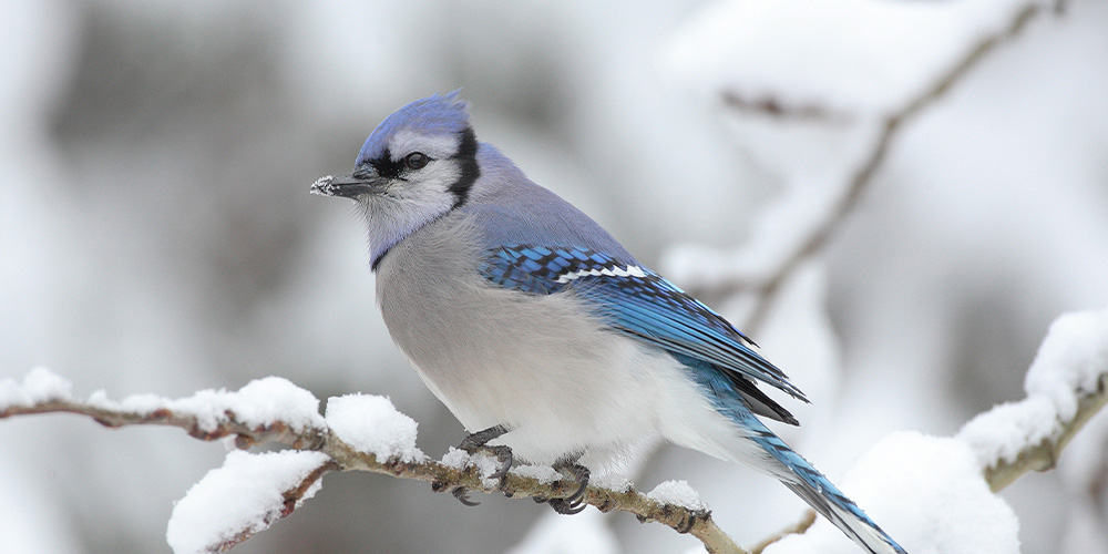 Stephens Landscaping Garden Center-Moultonborough-How to Attract Birds to Garden in Winter-bluejay bird