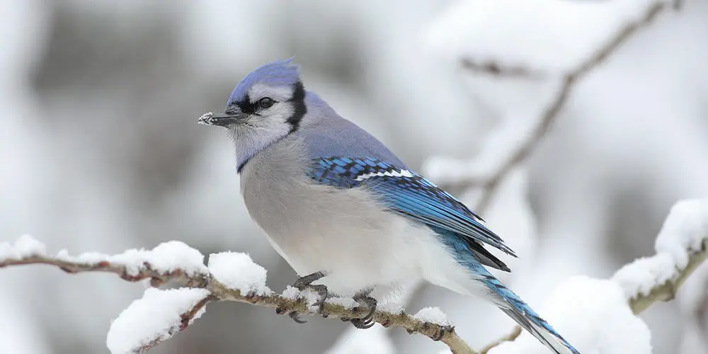 Stephens Landscaping Garden Center-Moultonborough-How to Attract Birds to Garden in Winter-bluejay bird