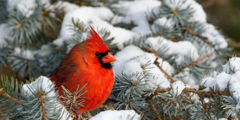 Stephens Landscaping Garden Center-Moultonborough-How to Attract Birds to Garden in Winter-cardinal in tree