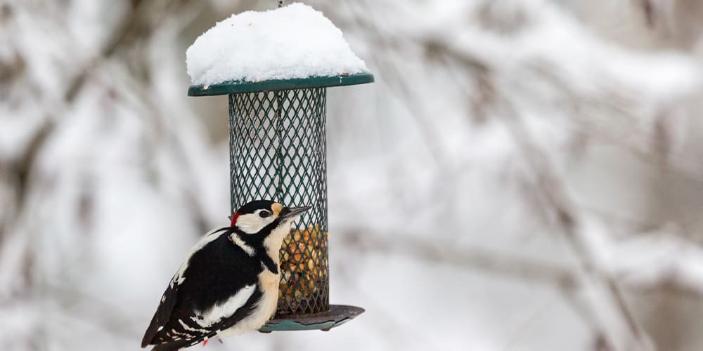 Stephens Landscaping Garden Center-Moultonborough-How to Attract Birds to Garden in Winter-woodpecker bird