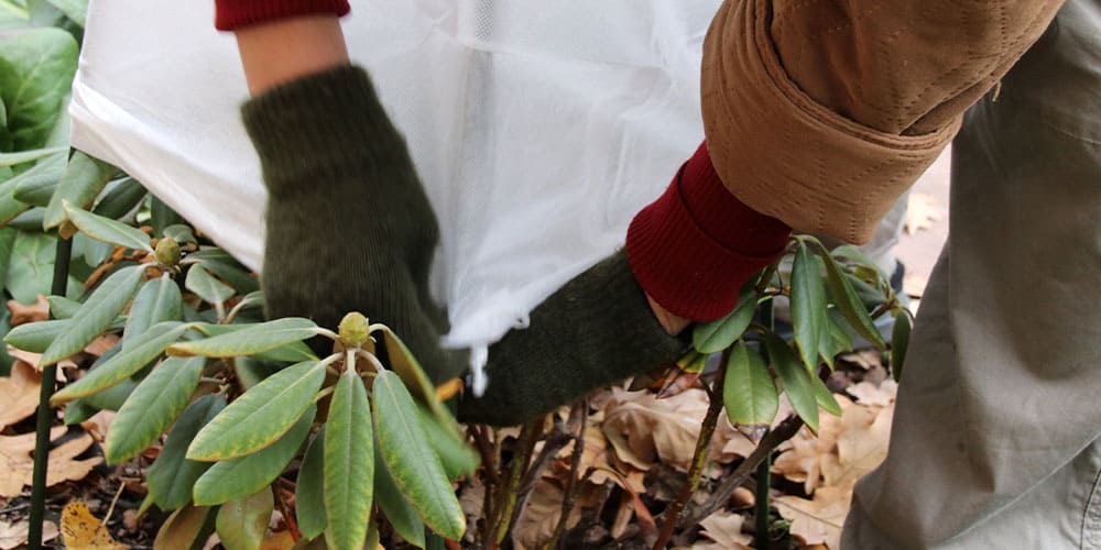 Stephens Landscaping Garden Center-Moultonborough-How to Protect Your Trees from Cold and Salt Damage-covering rhododend